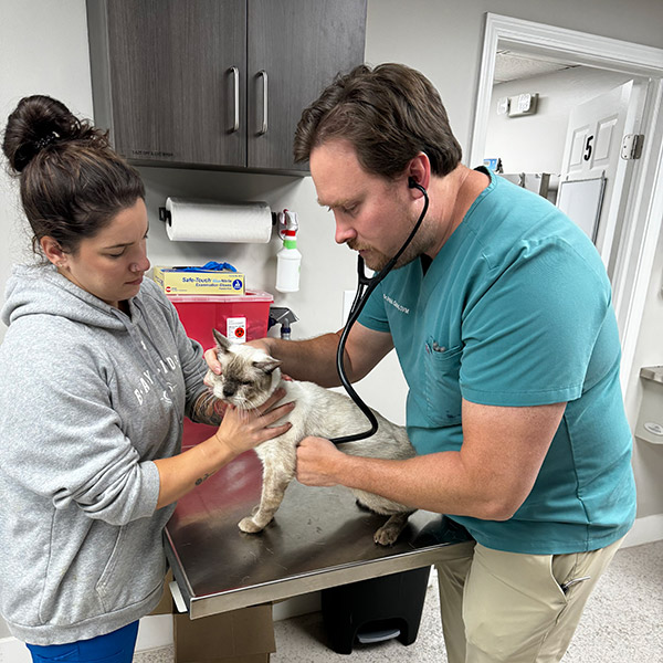 Dr. Phil Good examining a rescue cat at Homeless Pets Foundation