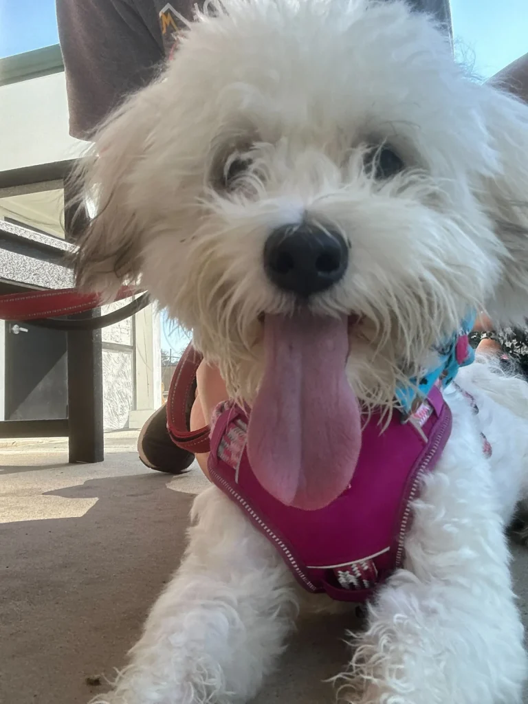Rescue dog being walked by a volunteer at Homeless Pets Foundation
