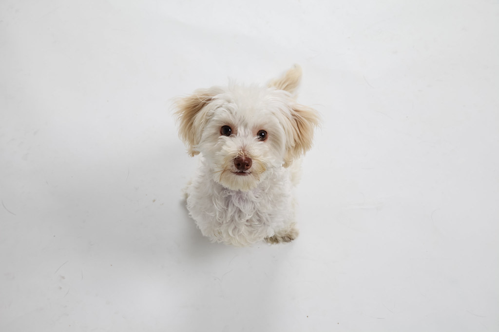 Happy adopted dogs from rescue program